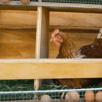 We make nests for laying hens with our own hands: drawings, diagrams, photos