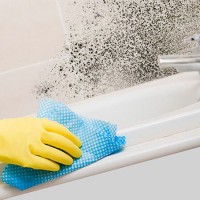 Black mold in the bathroom: how to get rid of fungus + effective remedies for control and prevention