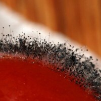 How dangerous is black mold in the house for the human body and how to get rid of it