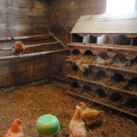 Ventilation in a chicken coop in winter with your own hands: the best schemes and subtleties of arrangement