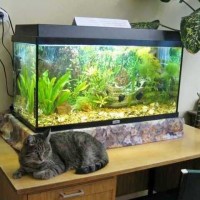 Comment faire un aquarium beau et durable - schéma de montage