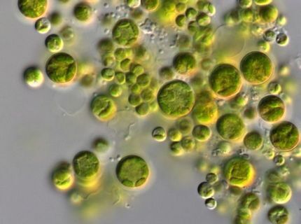 Biochemische Prozesse in der aquatischen Umwelt