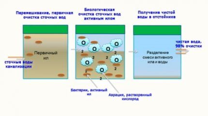 De ce sunt necesare bacterii pentru fosele septice?