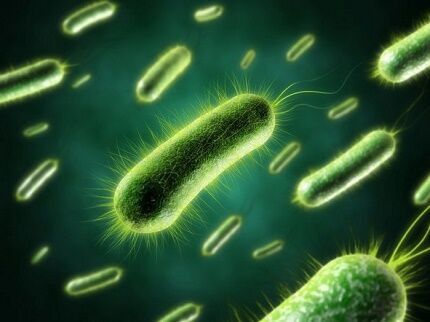 Qual é a aparência das bactérias sob um microscópio 