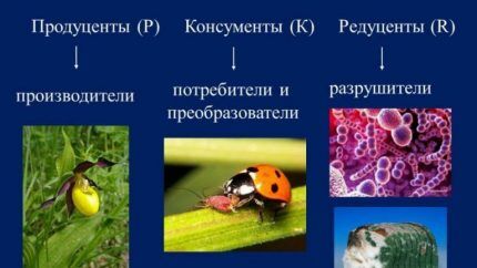 Participanții la ecosistem