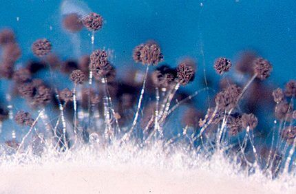 Aspergillus must 