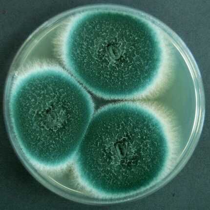 Aspergillus fuming