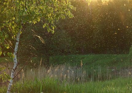 Swarm of midges over wet soil