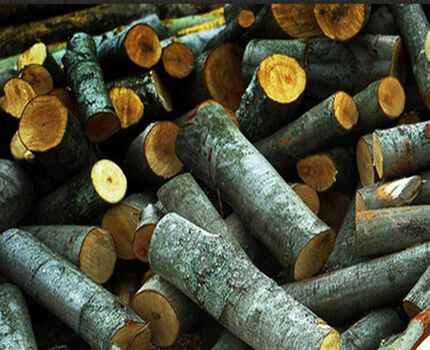 Aspen firewood