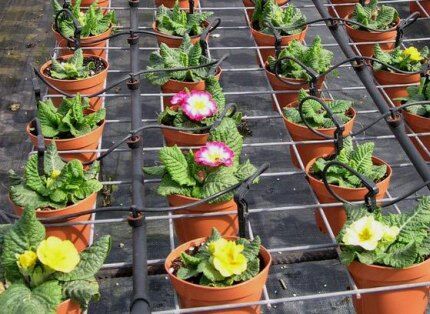 Drip watering of potted flowers