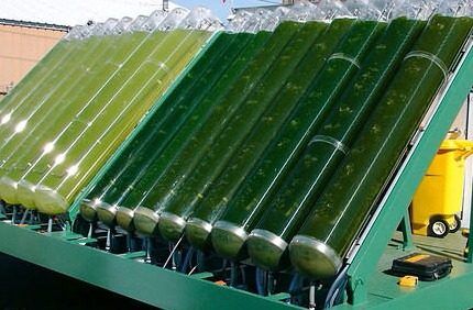 Algae biofuel