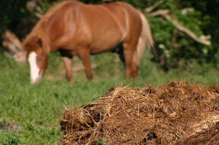 Fuel from animal waste