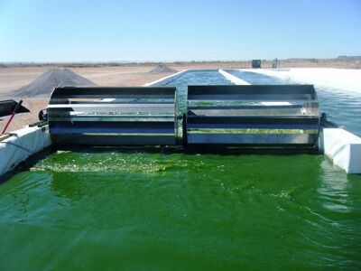 Production de biohydrogène à partir d'algues