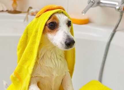 Bathing animals