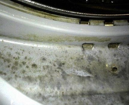 Mold colonies on the cuff of a washing machine