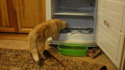 You need to defrost your refrigerator correctly