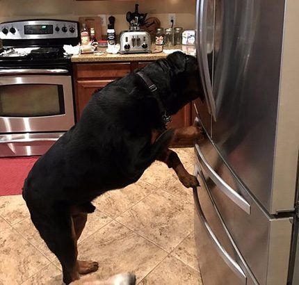 Un cane o un gatto possono facilmente aprire la porta