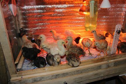 Infrared lamp for chicks