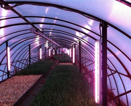 Fluorescent lighting sa isang greenhouse