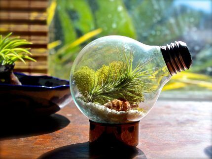 Terrarium mini trong bóng đèn