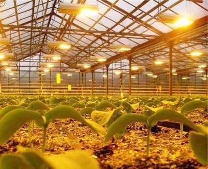 Sodium lamps for greenhouse lighting
