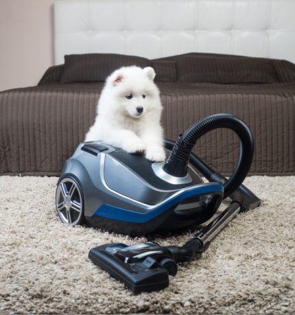 Aspirapolvere Midea su moquette a pelo lungo