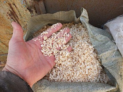 Wood sawdust and shavings on the palm