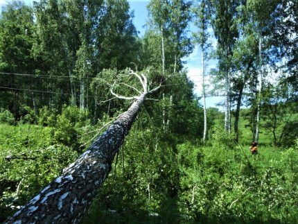 Tree damaged power lines