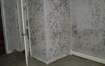 Black mold on the walls of the room