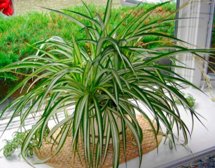 Pencere kenarında Chlorophytum bitkisi