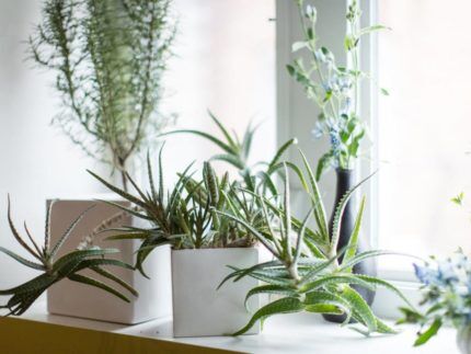 Plantes sur le rebord de la fenêtre