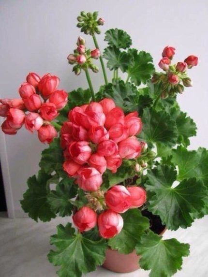 Geranium i vinduskarmen