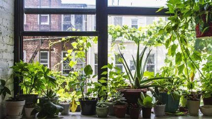 House plants on the windowsill 