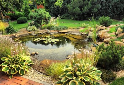 Pond, in the garden area