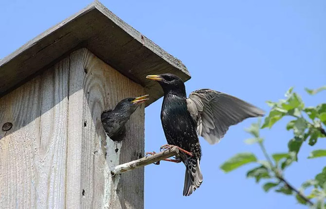 DIY birdhouse