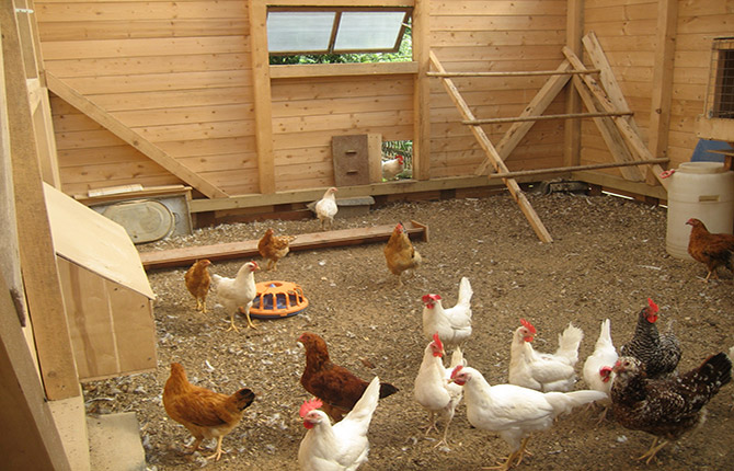 How to build a chicken coop with your own hands: step-by-step instructions, tips