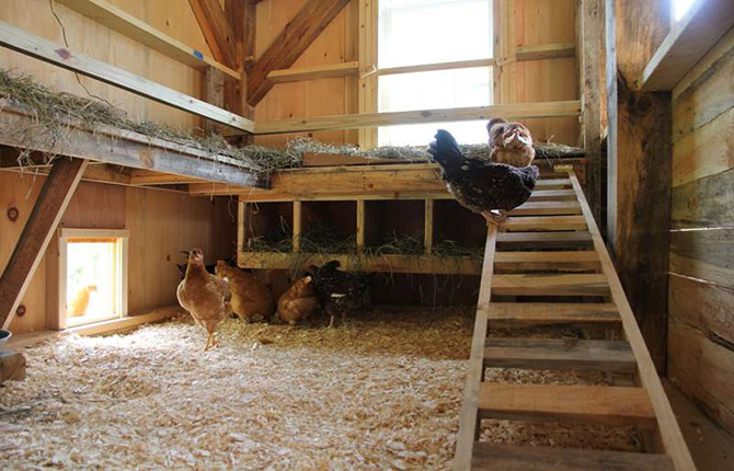 2 schemes for raising chickens