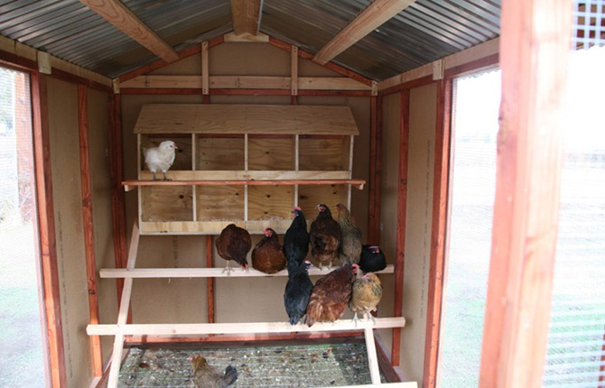 Do-it-yourself chicken coop for 5 chickens: step-by-step construction instructions