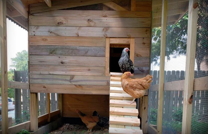 chicken ladder