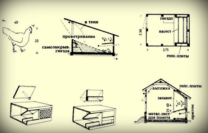 Where to put nests in a large chicken coop