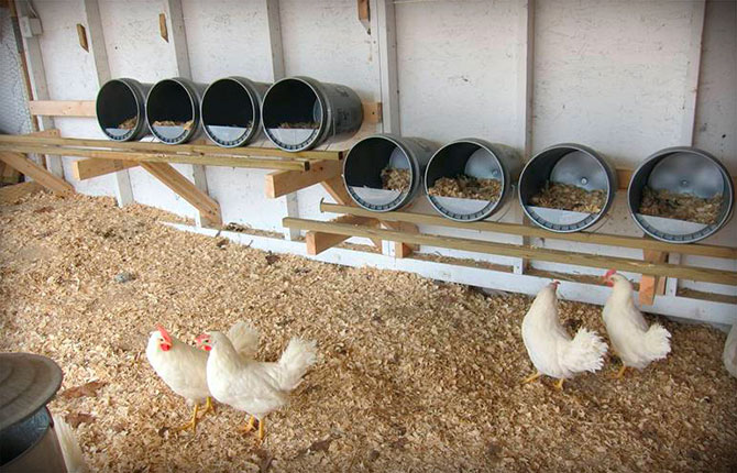 poules pondeuses